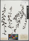 Foto von Salix repens subsp. repens L.